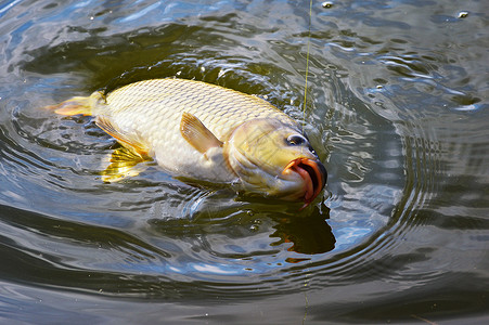 在水中捕捉鱼饵 近在眼前 成功 动物 鲤鱼 金的高清图片