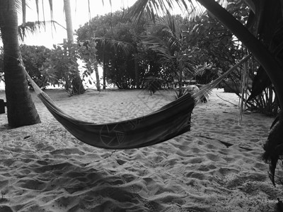 Hammock 吊架 假期 棕榈树 放松背景图片