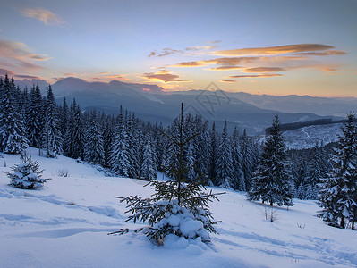 美妙的夜晚景色在阳光下闪耀着光芒 滑雪 美丽的圣诞节高清图片素材