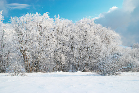 冬季冰冷森林 雪 寒冷的 晴天 季节 假期 自然 蓝色的背景图片