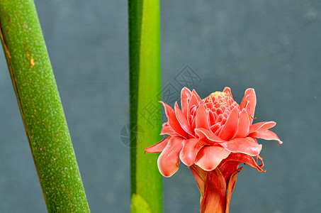 Etlingera 节食者 心 花 花瓣 中心高清图片