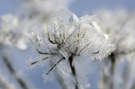 冬天 冷冻 自然景观 在覆盖着冰霜的草地上 日出 木头降雪高清图片素材