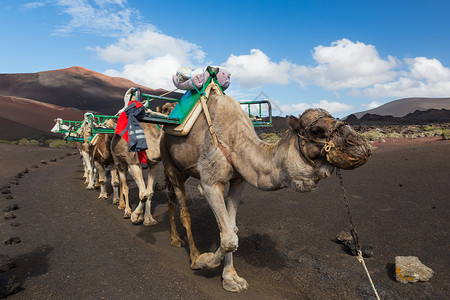 西班牙兰萨罗特Timanfaya国家公园的骆驼大篷车 沙漠背景