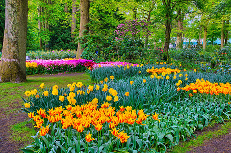 五颜六色的橙色郁金香库肯霍夫公园花瓣高清图片素材