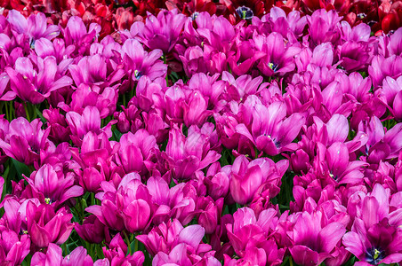 五颜六色的粉红色郁金香 美丽 植物群 花 春天植物学高清图片素材