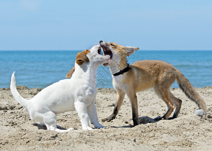 沙滩上的狐狸和狗 捕食者 咬 打猎 嘴 野生动物 海小狗高清图片素材