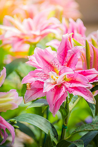 百合网莉莉花 美丽的 花的 玫瑰 自然 亚洲 复活节 植物背景
