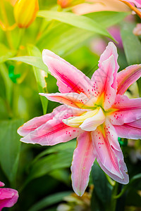 百合网莉莉花 美丽 味道 异国情调 生长 雌蕊 开花 植物群 盛开 夫妻背景