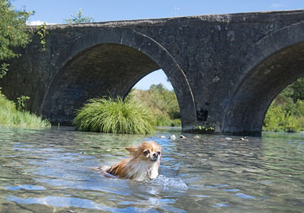 河中游泳吉华花 自然 动物 桥 自由 水 行动背景图片