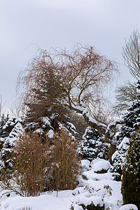 雪覆盖的美丽的冬季花园 针叶树 十一月 家背景图片