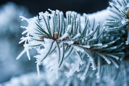 冬季公园中雪覆盖的树枝 美丽 冻结 荒野 假期 冰柱图片