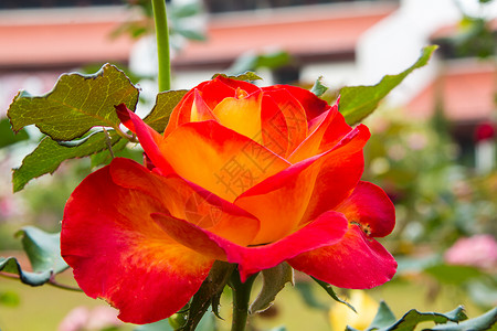 美丽的玫瑰和开放的 flowe 庆典 心 节日图片