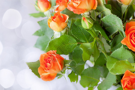 白色背景的鲜红玫瑰花布束背景图片