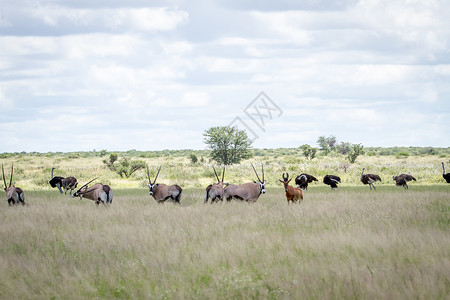红哈特在草地上 食草动物 瞪羚 埃托沙 国家的 荒野 沙漠 羚羊图片
