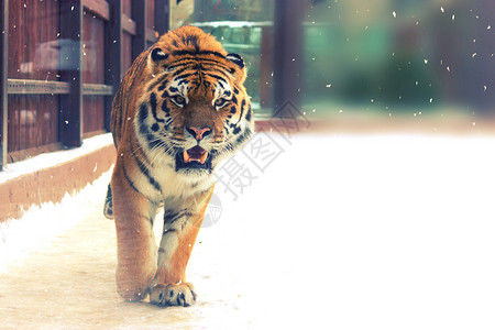 天干地支大西比亚虎 力量 猫 毛皮 猫科动物 老虎 猎人 霜 条纹背景