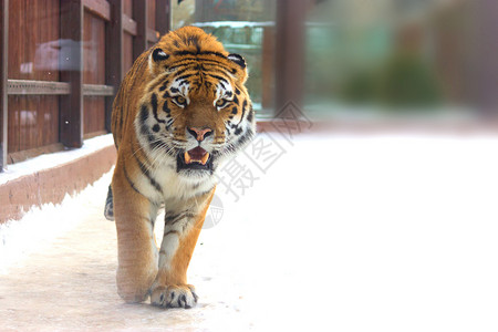 大西比亚虎 老虎 雪 天干地支 毛皮 假期 危险 动物园 阿穆尔河背景