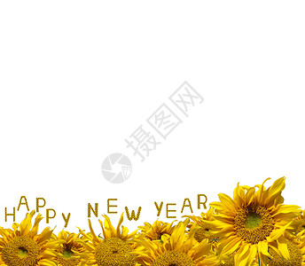 新年向日葵快乐 剪裁 假期 开花 信 花 白色的背景图片