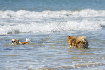 两只大海中的狗图片