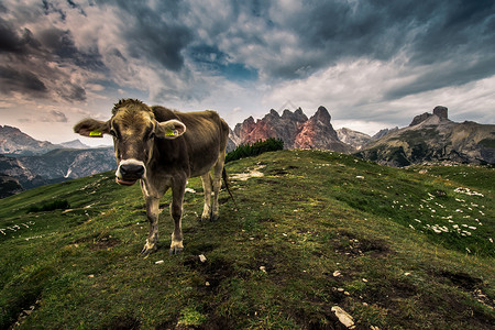 意大利一座草地上的阿尔卑斯山牛高清图片