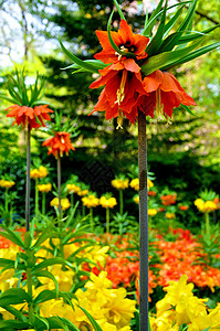 荷兰Keukenhof公园的红花和黄花夏天高清图片素材
