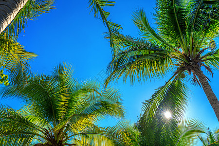 椰子棕榈树 热带背景 美丽的 蓝色的 海 季节 复古的背景图片
