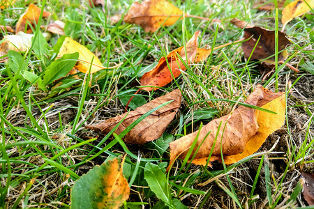 草地上的黄叶 秋天 自然背景 季节性 树叶图片