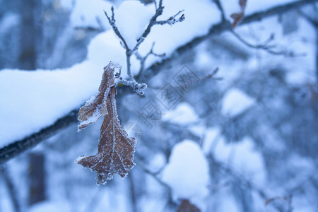 覆盖的棕色旧橡树叶 冻结 自然 雪 植物学 十二月 公园背景图片