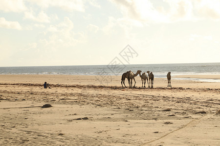 沙漠中的骆驼 男性 沙漠公路 骑骆驼 旅游 迪拜 文化宗教 肯尼亚图片