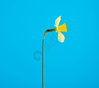 蓝底蓝的黄花朵 春花之花 植物 盛开 新鲜的 水仙花植物学高清图片素材