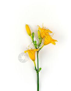 白色背景的黄色花朵日丽 盛开 白色的 美丽 春天 植物植物群高清图片素材