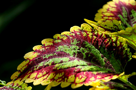 锦紫苏是一种用来装饰花园的植物 开花 插图 树叶背景图片
