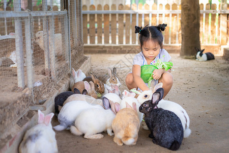 可爱的小亚洲女孩喂养农场的兔子 喂食 哺乳动物 手牧场高清图片素材