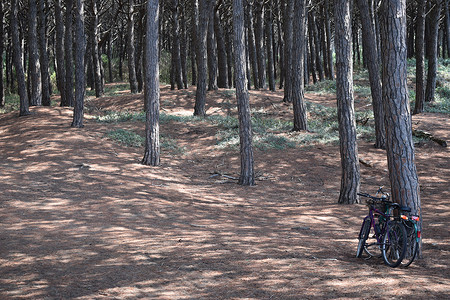 通宝意大利托斯卡纳托斯卡纳 Maremma 海滨 海滩和海的松树和松林中的自行车 树木 第勒尼安背景