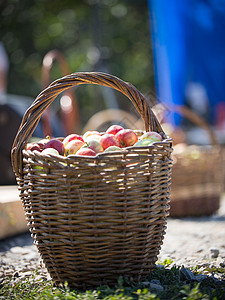 婆婆指甲菜前面是俄罗斯民谣节的一篮子苹果 在草地上放着背景