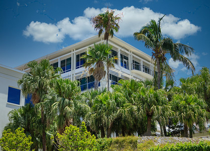 白色粉刷酒店的棕榈树背景图片