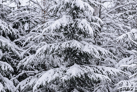 在拉普兰的冬季 这棵树上下着大雪 冷杉 冰背景图片