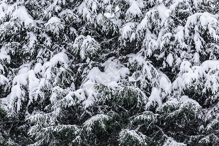 在拉普兰的冬季 这棵树上下着大雪 木头 公园背景图片