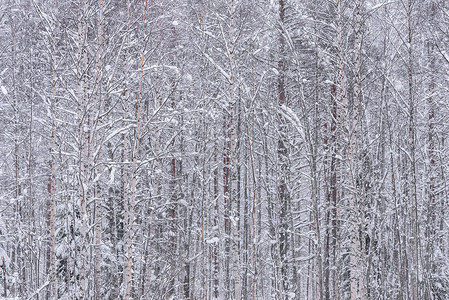 在拉普兰的冬季 这棵树上下着大雪 森林 降雪背景图片