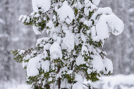 在拉普兰的冬季 这棵树上下着大雪 天气 自然背景图片