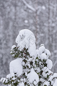 在拉普兰的冬季 这棵树上下着大雪 森林 季节背景图片