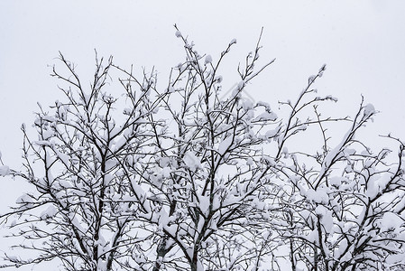 在拉普兰的冬季 这棵树上下着大雪 冬天背景图片