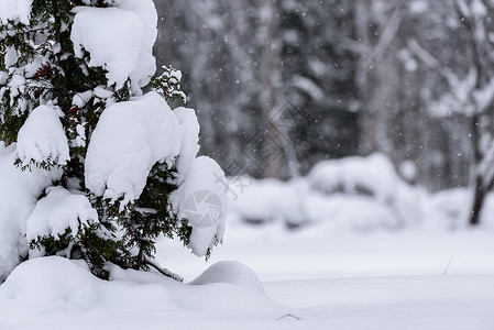 在拉普兰的冬季 这棵树上下着大雪 寒冷的 冬天背景图片