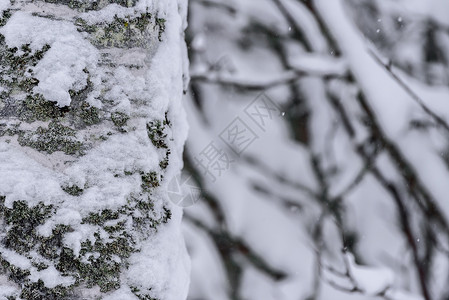 在拉普兰的冬季 这棵树上下着大雪 圣诞节 环境背景图片