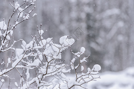 在拉普兰的冬季 这棵树上下着大雪 冬天 自然背景图片