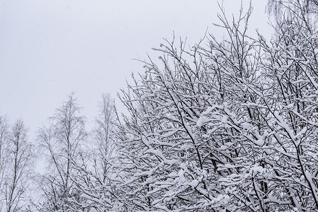 在拉普兰的冬季 这棵树上下着大雪 圣诞节 木头背景图片