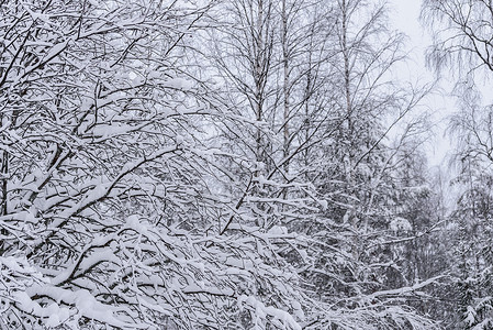 在拉普兰的冬季 这棵树上下着大雪 覆盖 早晨背景图片