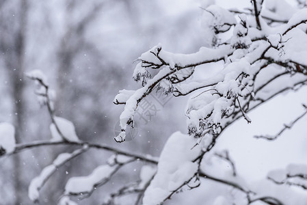 在拉普兰的冬季 这棵树上下着大雪 早晨 芬兰背景图片