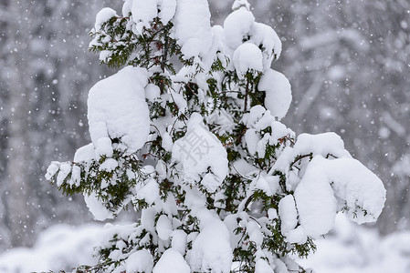 在拉普兰的冬季 这棵树上下着大雪 十二月 寒冷的背景图片