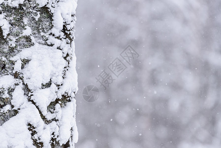 在拉普兰的冬季 这棵树上下着大雪 早晨 森林背景图片