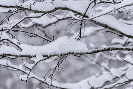 在拉普兰的冬季 这棵树上下着大雪 环境背景图片